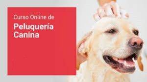  Curso de Peluquería Canina en Modalidad Online 